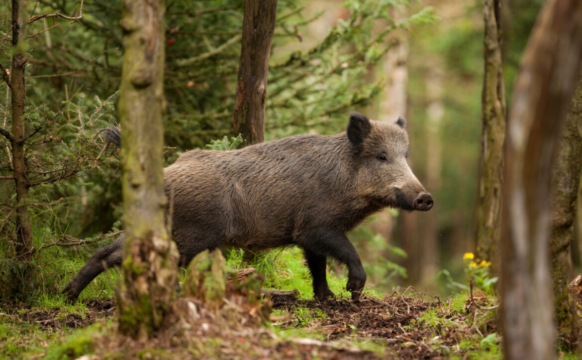 Avis battues de chasse