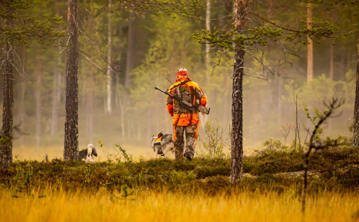 Battue de chasse