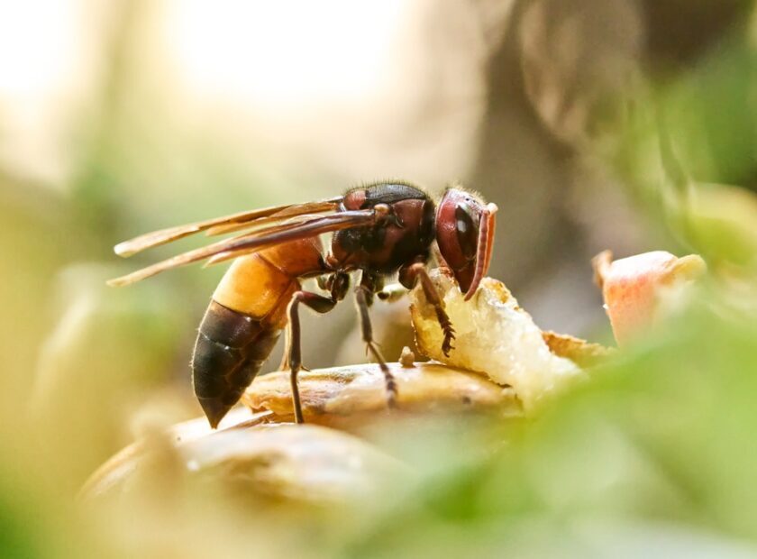 The,Asian,Hornet,,Also,Known,As,The,Yellow-legged,Hornet,is,A