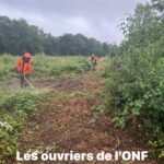ENTRETIEN DES PLANTATIONS EN FORÊT COMMUNALE.