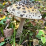 Sortie pédagogique sur les champignons – un succès pour cette seconde édition !