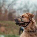 La préfecture de la Moselle alerte la population sur la multiplication des accidents graves liés aux morsures de chiens : Propriétaires de chiens soyez vigilants !