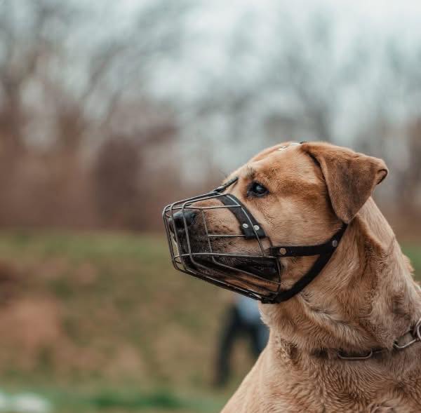 584526581_1130491062499039_3937371322872059444_n