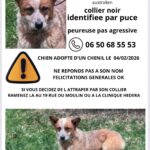 Alerte - Chien perdu.