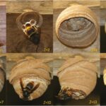 Attention au retour du frelon asiatique !